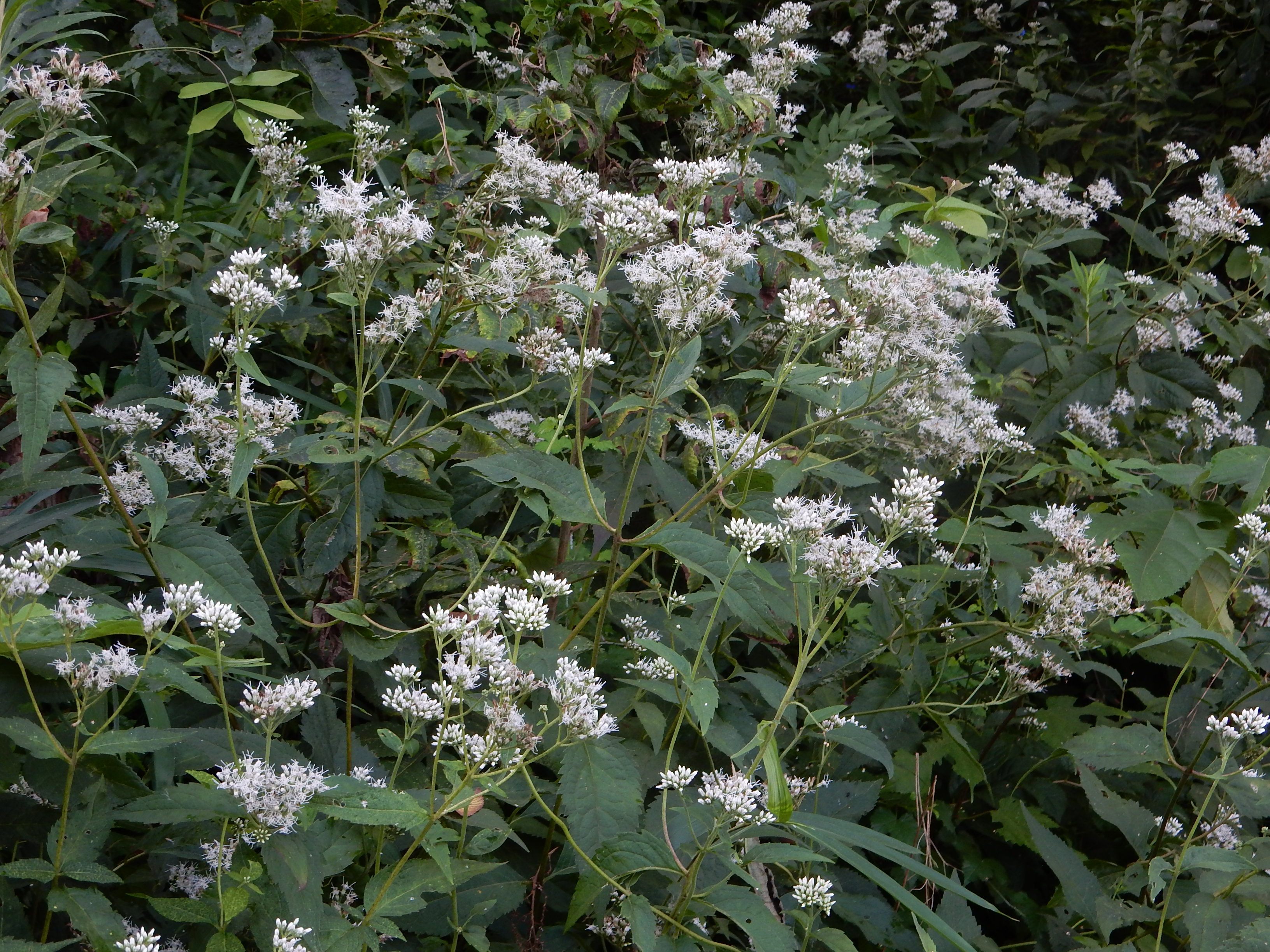 森の植物の歳時記》③ 【ヒヨドリバナ（鵯花）】｜公益財団法人